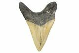 Serrated, Fossil Megalodon Tooth - North Carolina #299008-2